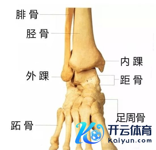 信誉m886投注初盘当脚踝周围的肌肉变强后体育最新信息